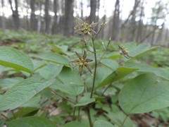 Caulophyllum thalictroides