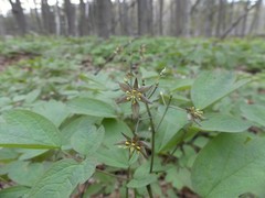 Caulophyllum thalictroides