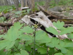 Caulophyllum thalictroides