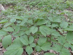 Caulophyllum thalictroides