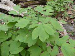 Caulophyllum thalictroides