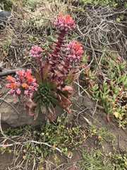 Dudleya palmeri