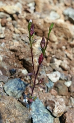 Campanula griffinii