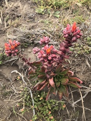 Dudleya palmeri