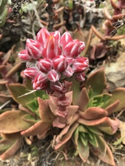 Dudleya palmeri