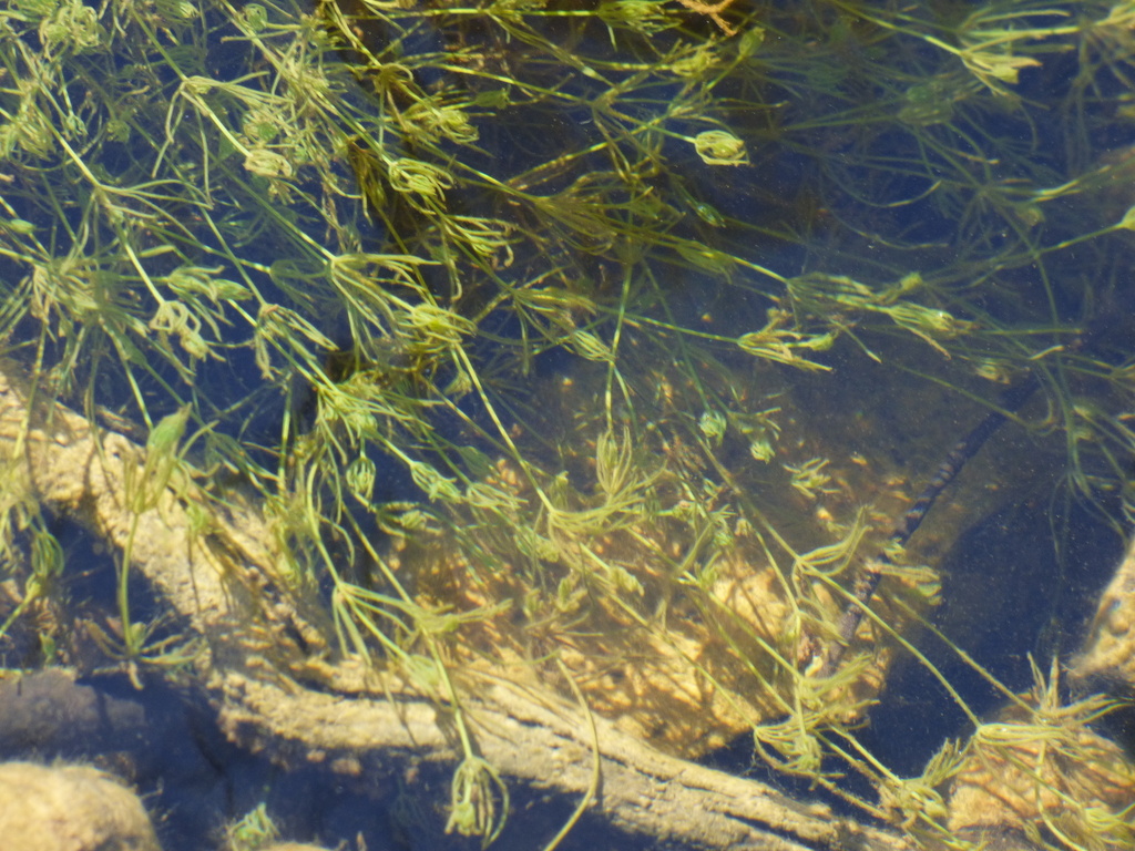 muskgrass from Manners Well SA 5730, Australia on August 10, 2024 at 01 ...