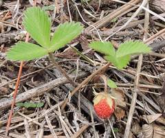 Fragaria mexicana