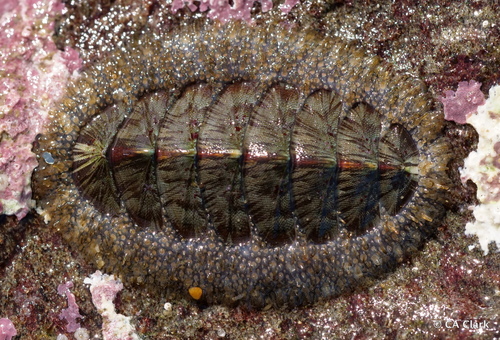 Woody Chiton