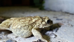 Duttaphrynus melanostictus