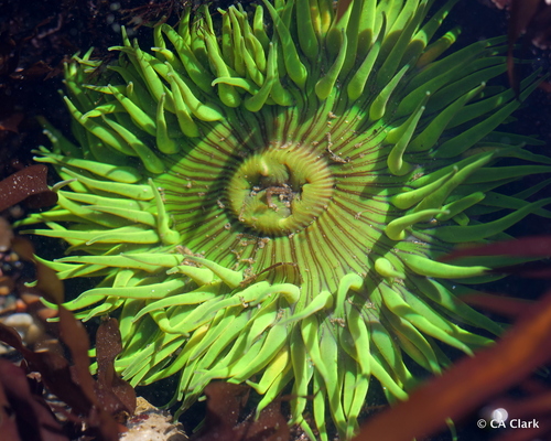 Sunburst Anemone, photo 7 of 8