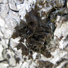 Collema subflaccidum