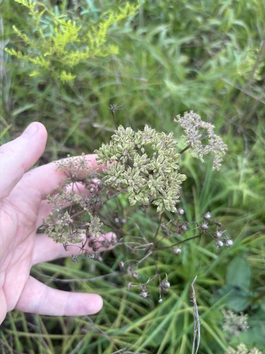 Image of Angelica venenosa by (c) Scott Cave, some rights reserved (CC BY)
