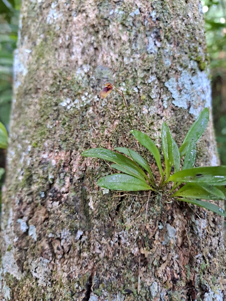 Specklinia brighamii