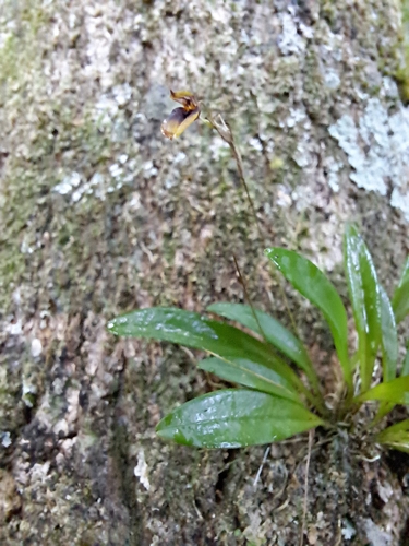 Specklinia brighamii, photograph 4