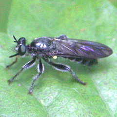 Laphria canis