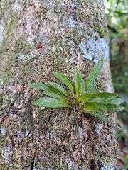 Specklinia brighamii, photograph (c) Jezreel Tiul, some rights reserved (CC BY)
