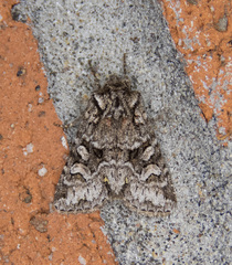 Lacinipolia cuneata