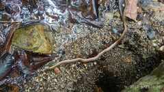 Erythrolamprus melanotus