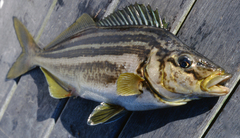 Striped Trumpeter photo 3