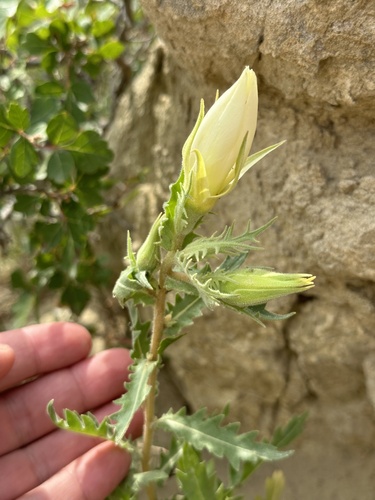 Image of Mentzelia decapetala by no rights reserved