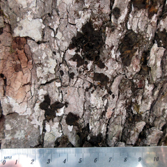 Collema subflaccidum