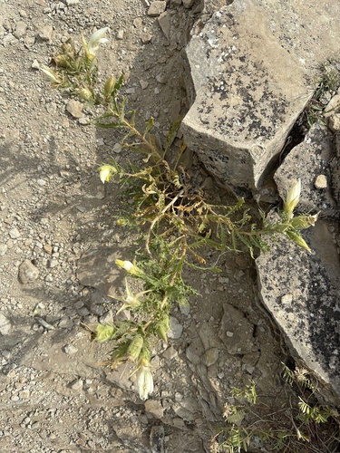Image of Mentzelia decapetala by no rights reserved
