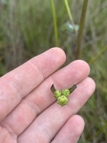 Image of Helianthus atrorubens by (c) Scott Cave, some rights reserved (CC BY)