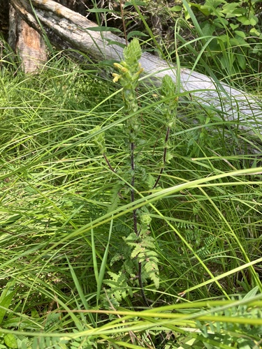 Image of Furbish's Lousewort (Pedicularis furbishiae) by no rights reserved