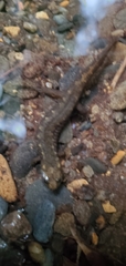 Desmognathus fuscus