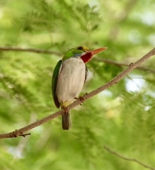 Todus multicolor