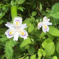 Iris japonica