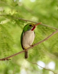 Todus multicolor