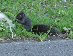 Sciurus carolinensis