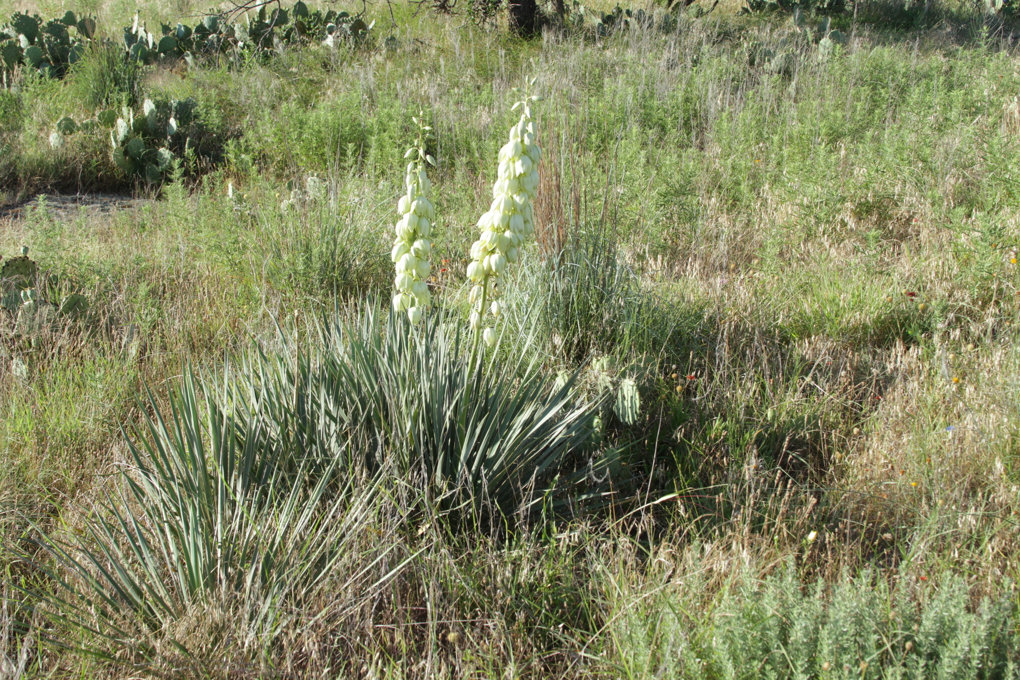 Yucca arkansana