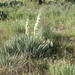 Arkansas Yucca - Photo (c) Larry Snyder, some rights reserved (CC BY-NC)
