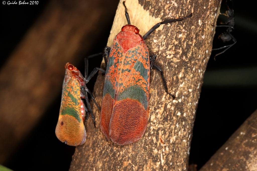 Scamandra rosea
