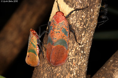 Scamandra rosea