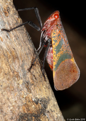 Scamandra rosea