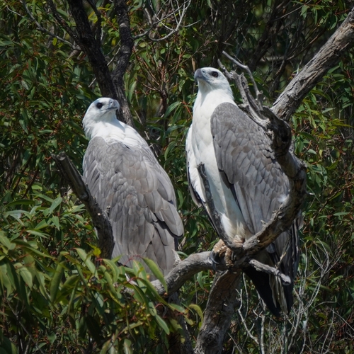 White-bellied Sea-Eagle, photo 4 of 7