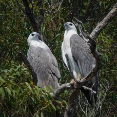 White-Bellied Sea Eagle photo 6