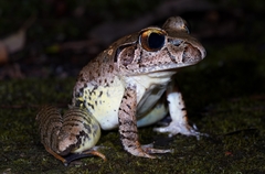 Giant Barred-Frog photo 1