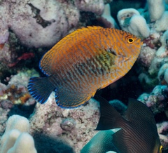 Centropyge potteri