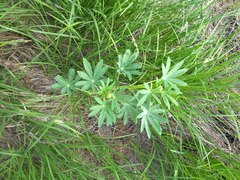 Lupinus burkei