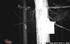 Glaucomys oregonensis