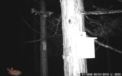 Glaucomys oregonensis