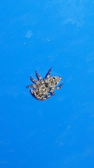 Sumampattus quinqueradiatus