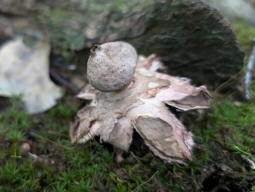 Geastrum rufescens