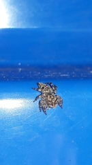 Sumampattus quinqueradiatus