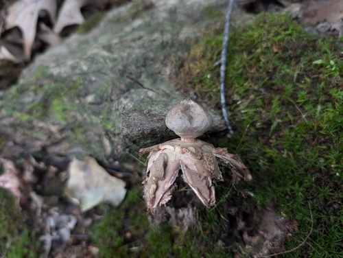 Geastrum rufescens (Photo 3 of 4)