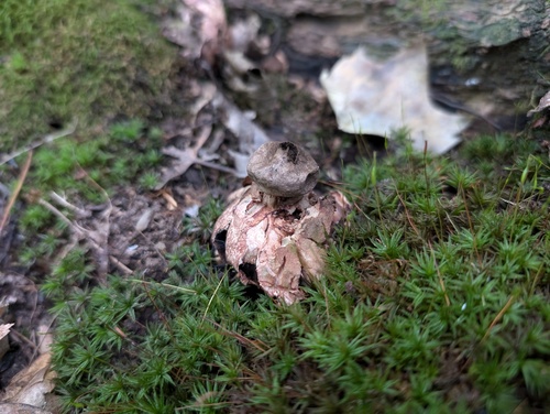 Geastrum rufescens (Photo 2 of 4)